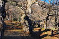 Chataignier, emblème des Cevennes...